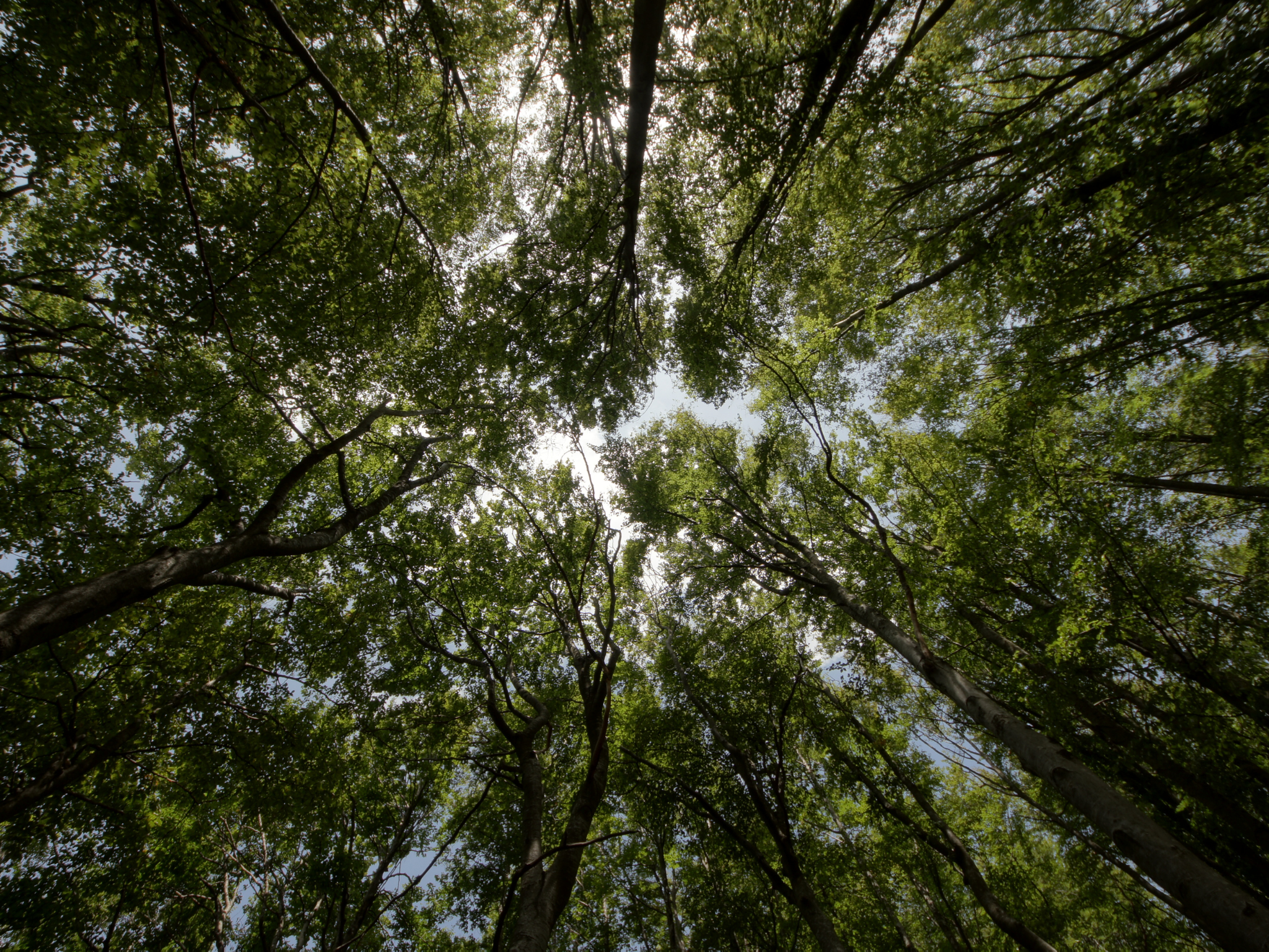 World Environment Day tile-image